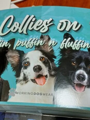 Car Bumper Sticker – Border Collies