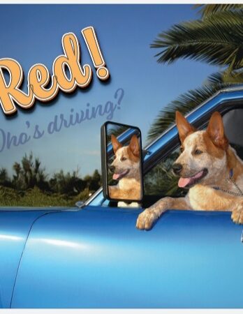 Car Bumper Sticker – Red Cattle Dogs I Love a good Red! who’s Driving?