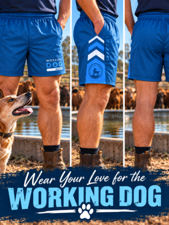 Working Dog Wear Trademark Footy Shorts Teal